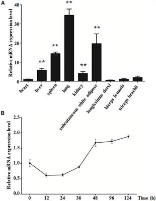 KLF4 Inhibits the Differentiation of Goat Intramuscular Preadipocytes Through Targeting C/EBPβ Directly